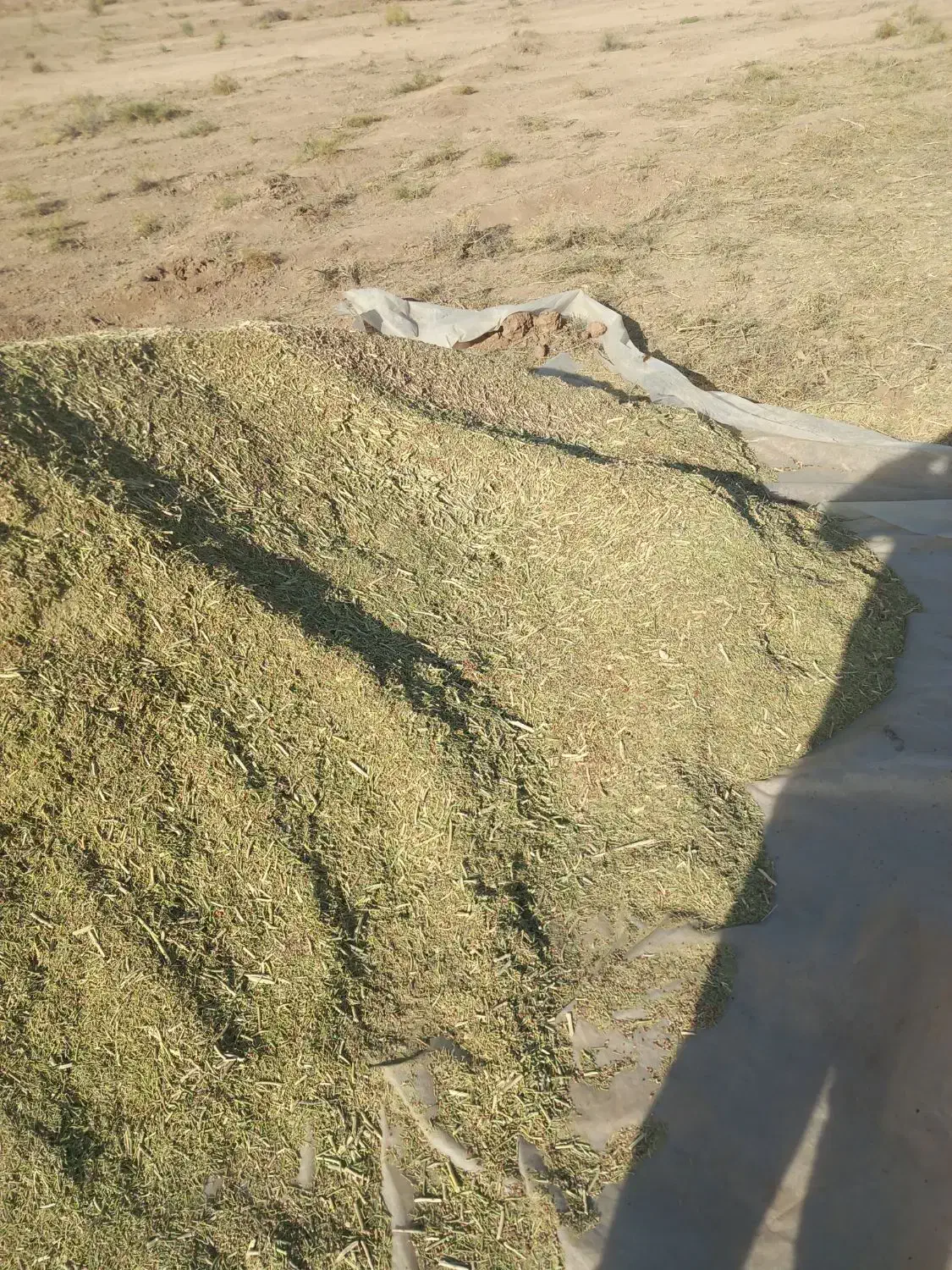 کاه خار شتری|خدمات باغبانی و درختکاری|قوچان, |دیوار