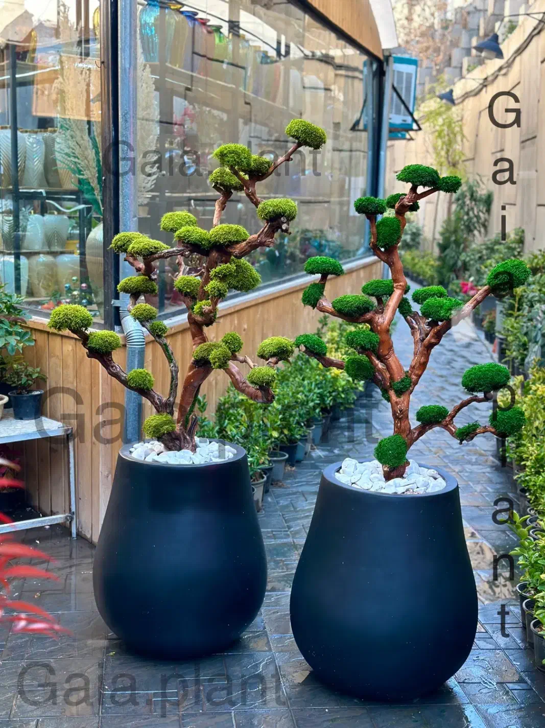 درخت جاودان،بنسای،درختچه|گل و گیاه طبیعی|تهران, اکباتان|دیوار