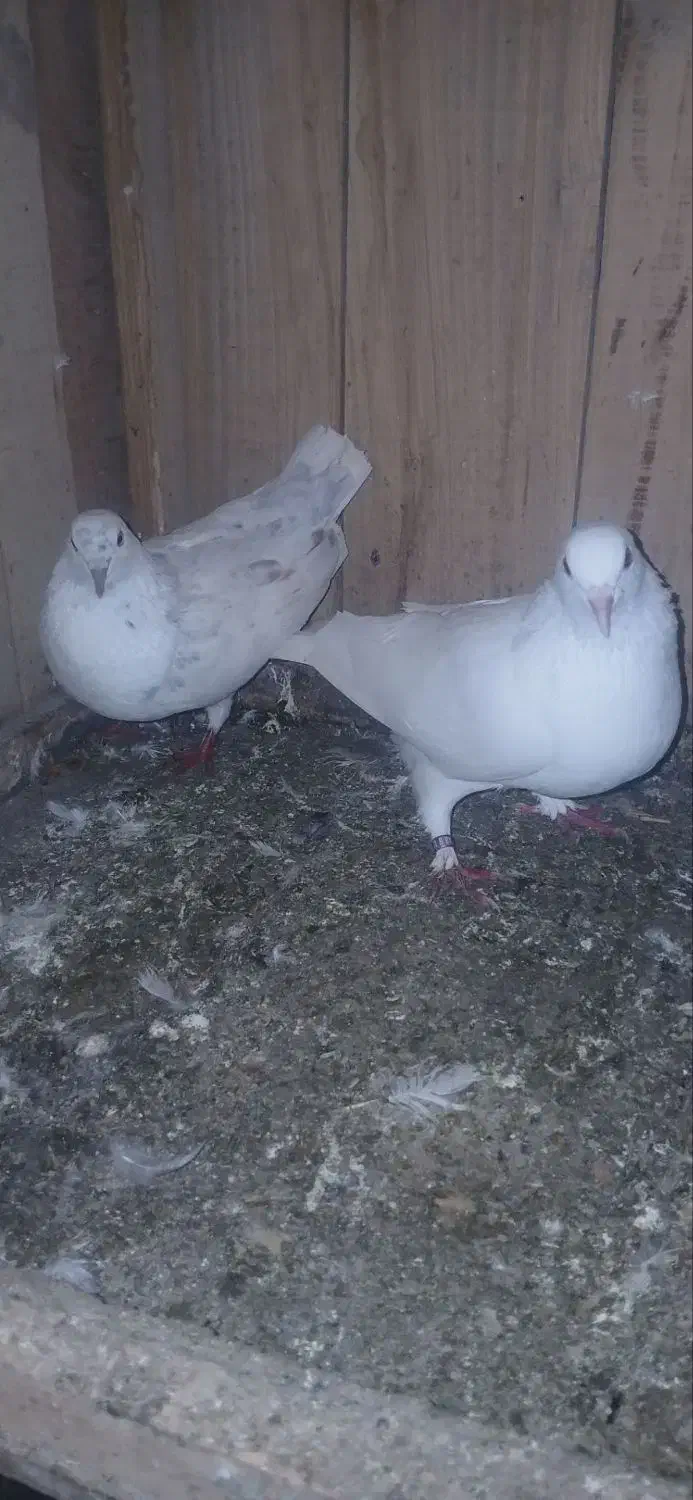 کفتر پرشی|پرنده|فومن, |دیوار