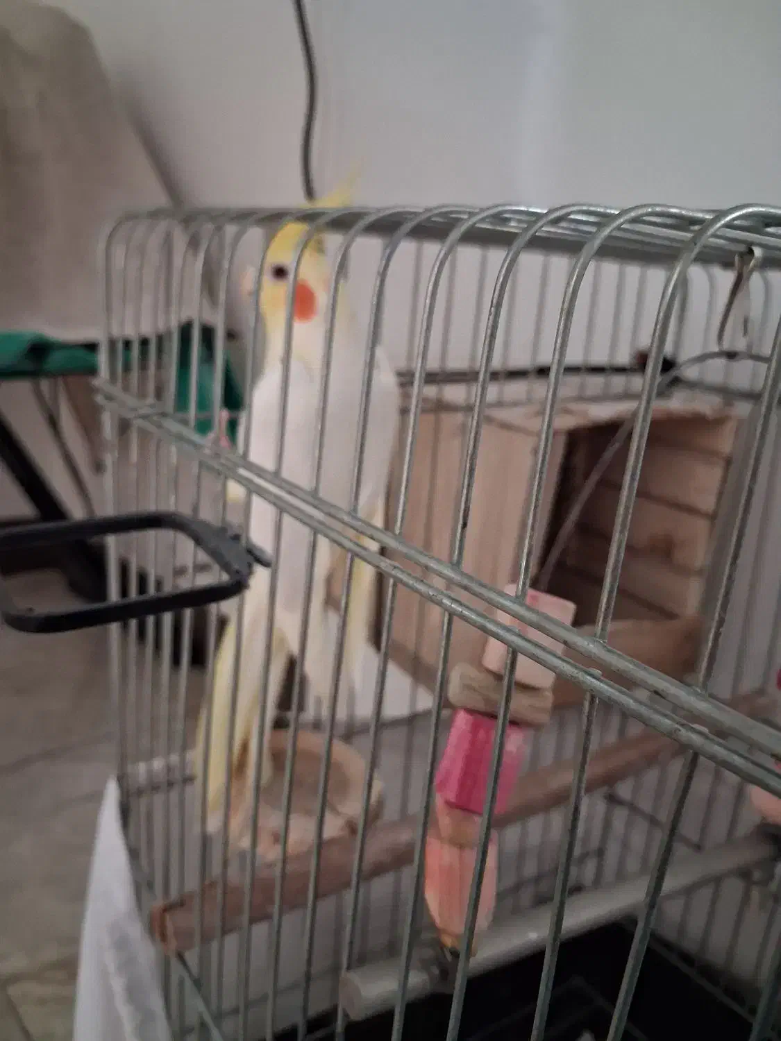 عروس هلندی نر|پرنده|تهران, دستغیب|دیوار