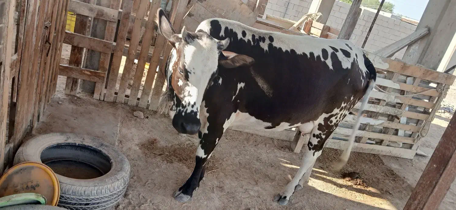 گاو ماده|حیوانات مزرعه|قشم, |دیوار