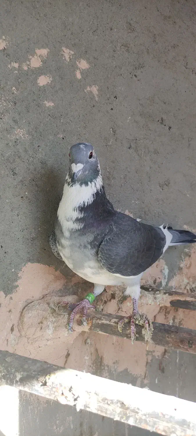 نر اردن|پرنده|جوین, |دیوار