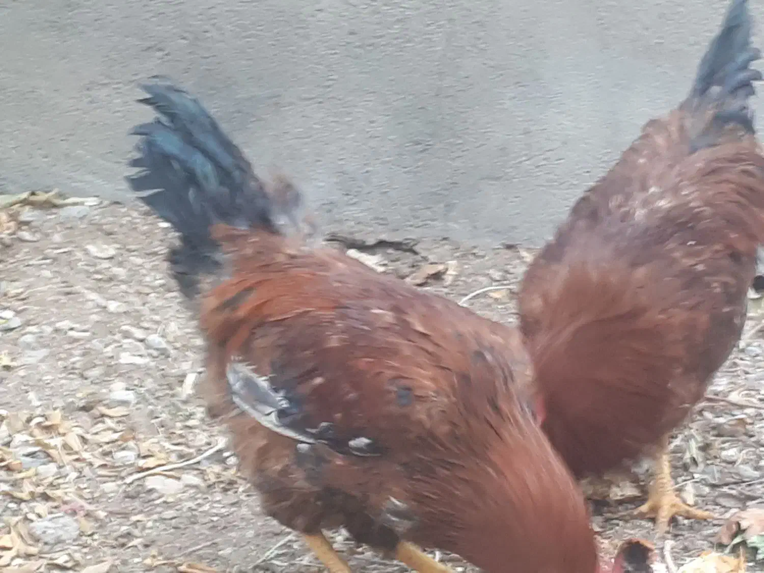 خروس محلی|حیوانات مزرعه|مهریز, |دیوار