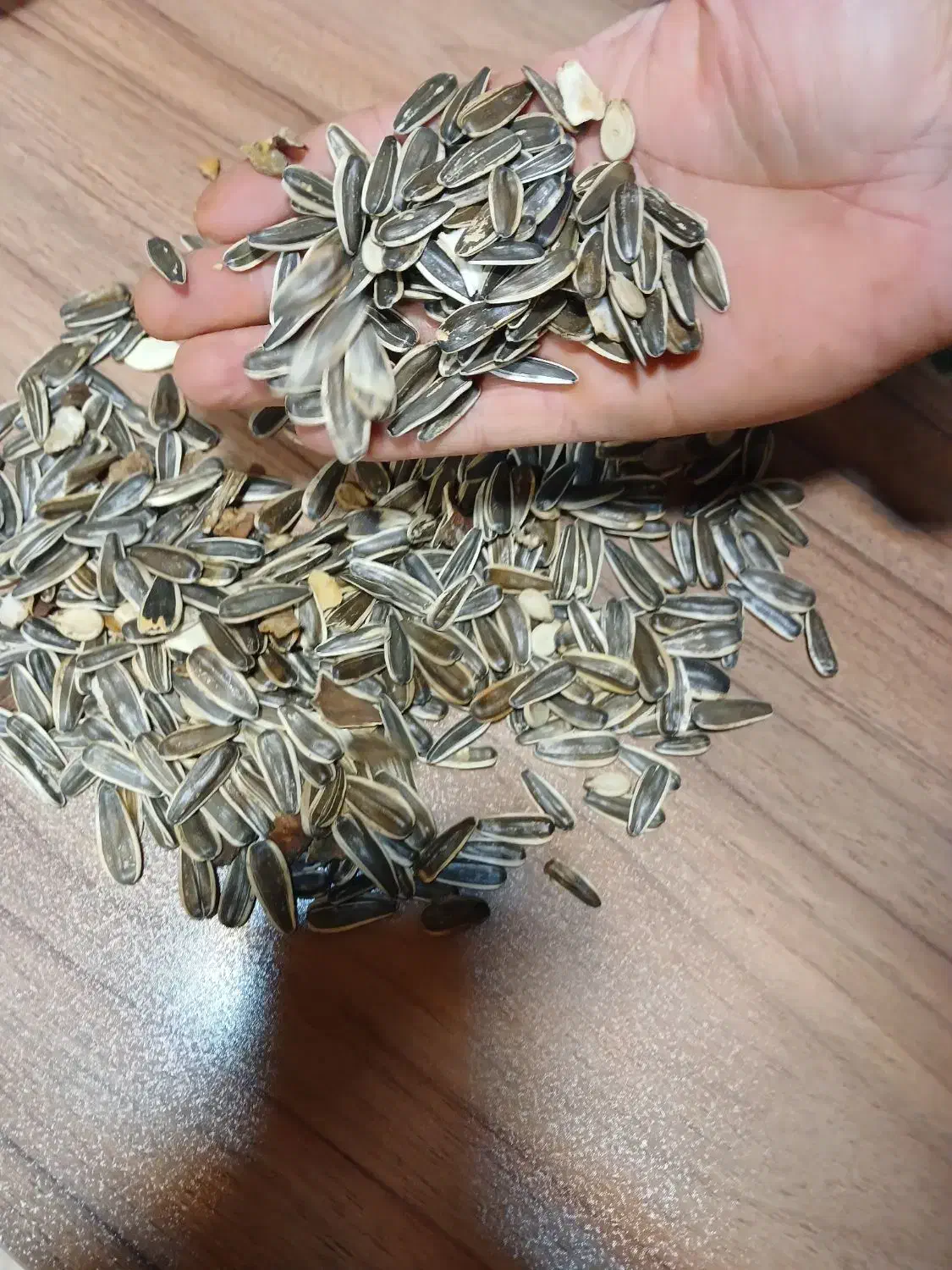 پخش تخمه|عمدهفروشی|مشهد, شهرک شیرین|دیوار