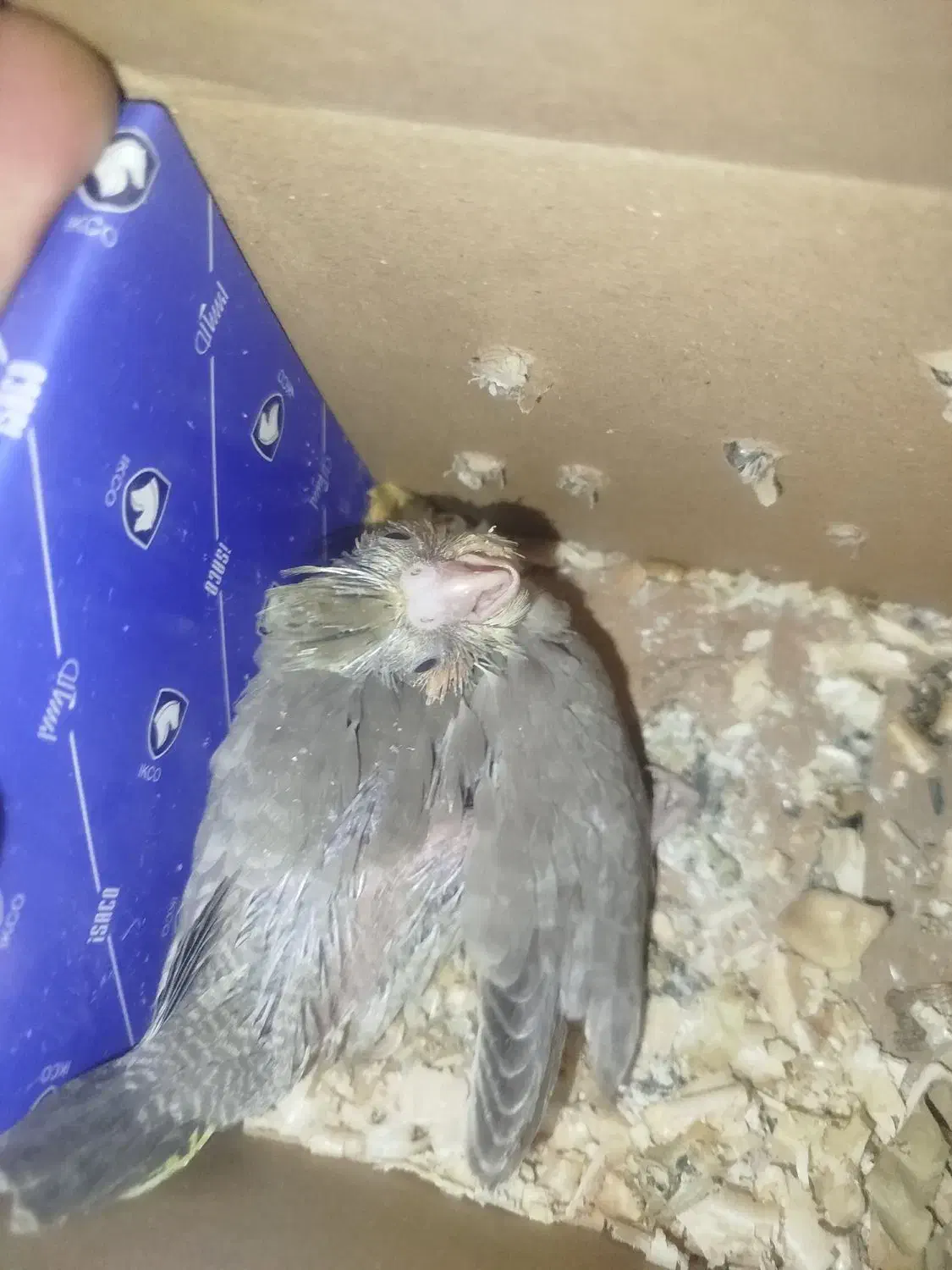 جوجه عروس سرلاکی|پرنده|میناب, |دیوار