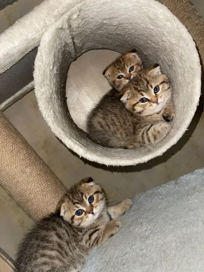 ۲ماهه|گربه|تهران, شمس‌آباد|دیوار