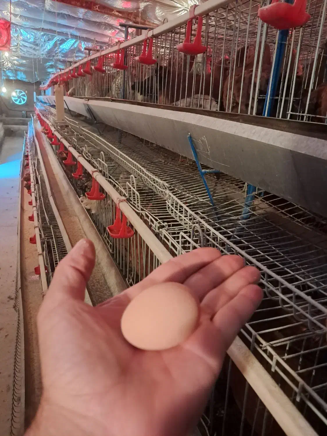 تخم مرغ محلی گلپایگان ارگانیک( سرشار از ای سلنیوم)|خوردنی و آشامیدنی|هشتگرد, هشتگرد قدیم|دیوار