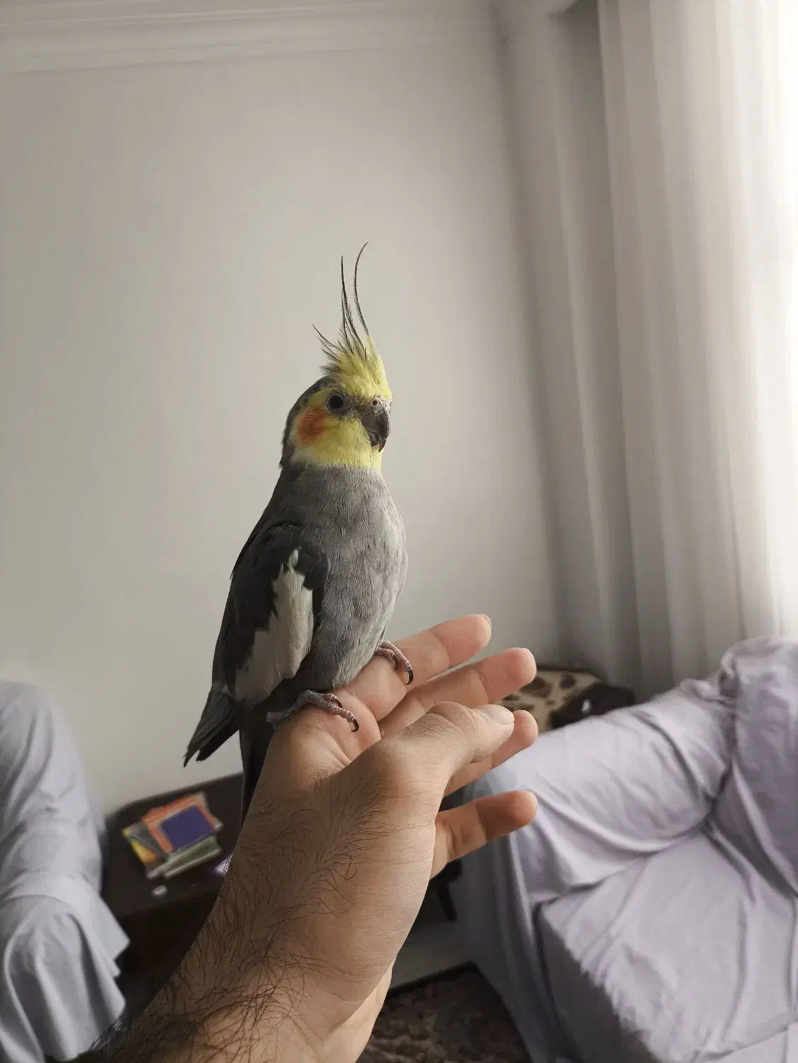 عروس هلندی دستی سخنگو|پرنده|اندیشه, اندیشه فاز ۱|دیوار