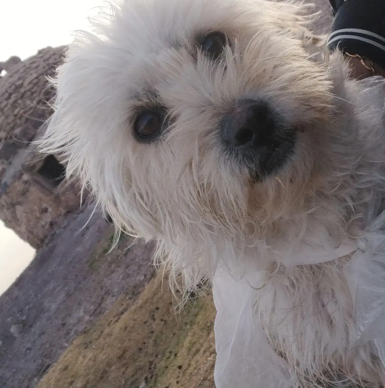 سگ شیتزو گمشده|حیوانات|کاشمر, |دیوار