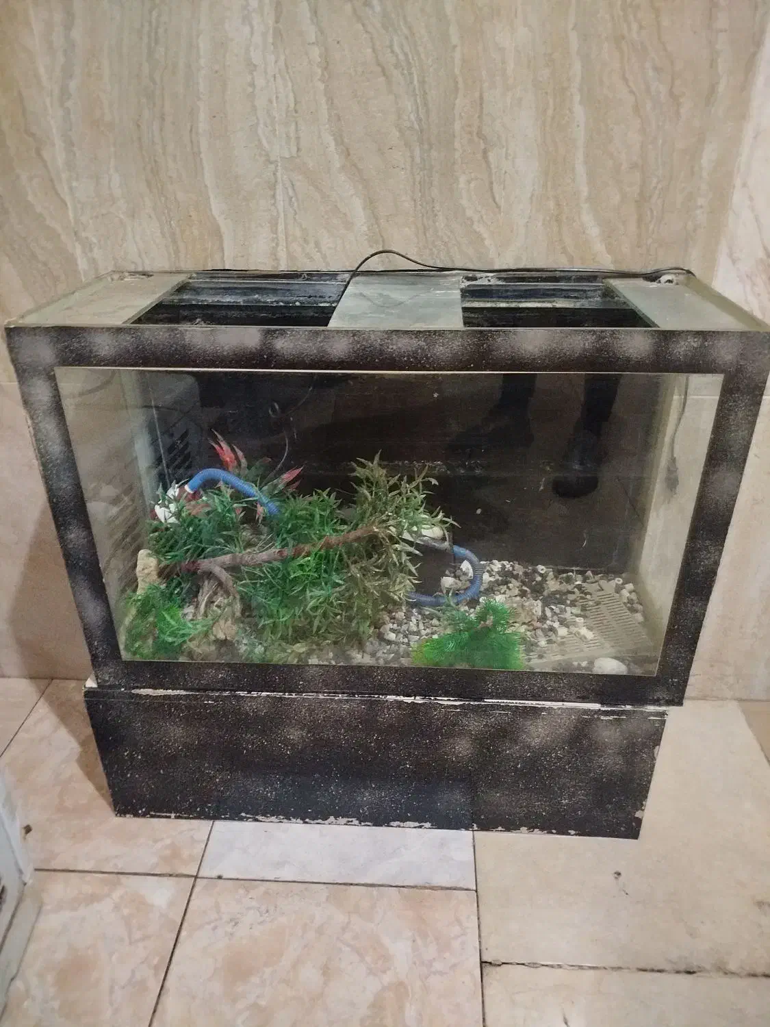 آکواریوم|ماهی|شوط, |دیوار