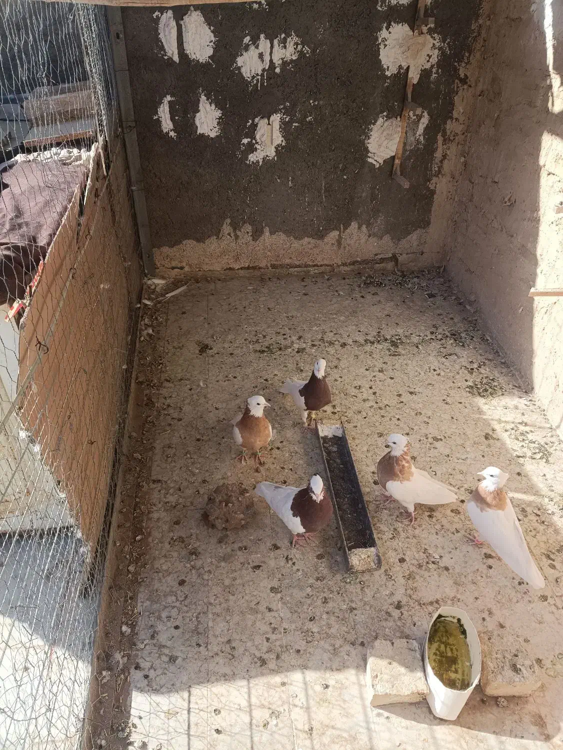 طوقی|پرنده|کاشمر, |دیوار