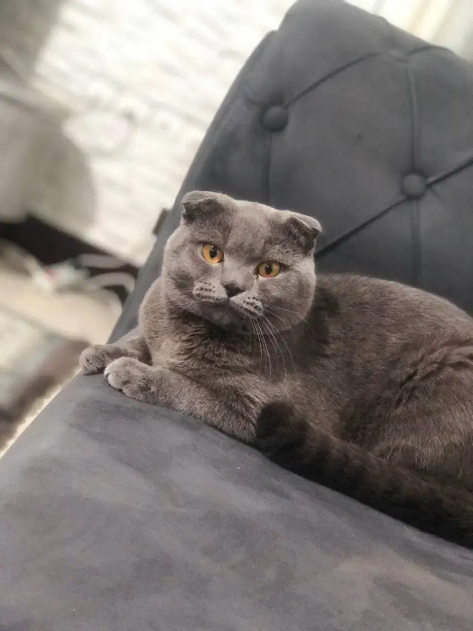 واگذاری گربه نر و ماده اسکاتیش بلو|گربه|محمدشهر, محمدشهر|دیوار