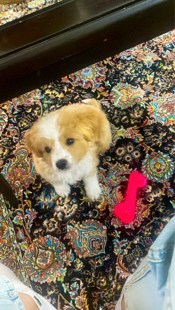 سگ نر ۷ماهه نژاد میکس اشپیتز و شیتزو|سگ|کرج, مهرویلا جنوبی|دیوار