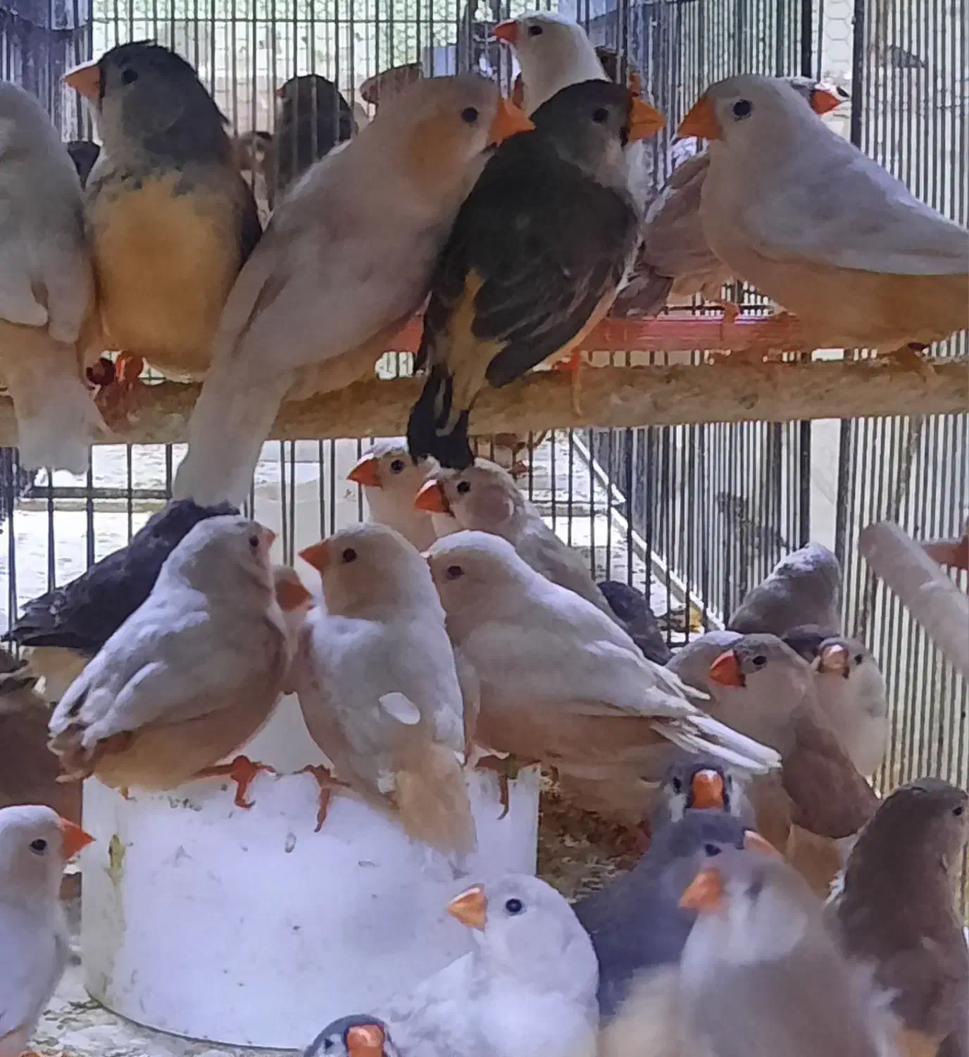 فنچ فائو اورنج تعداد|پرنده|اردبیل, |دیوار