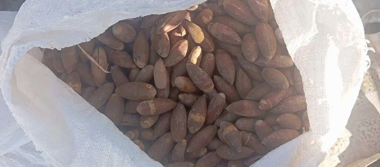 بلوط فروشی|لوازم جانبی حیوانات|ملکشاهی, |دیوار