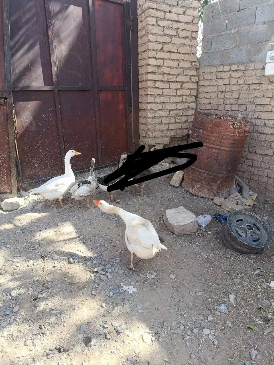 2عدد غاز|حیوانات مزرعه|گلبهار, نوبهار|دیوار