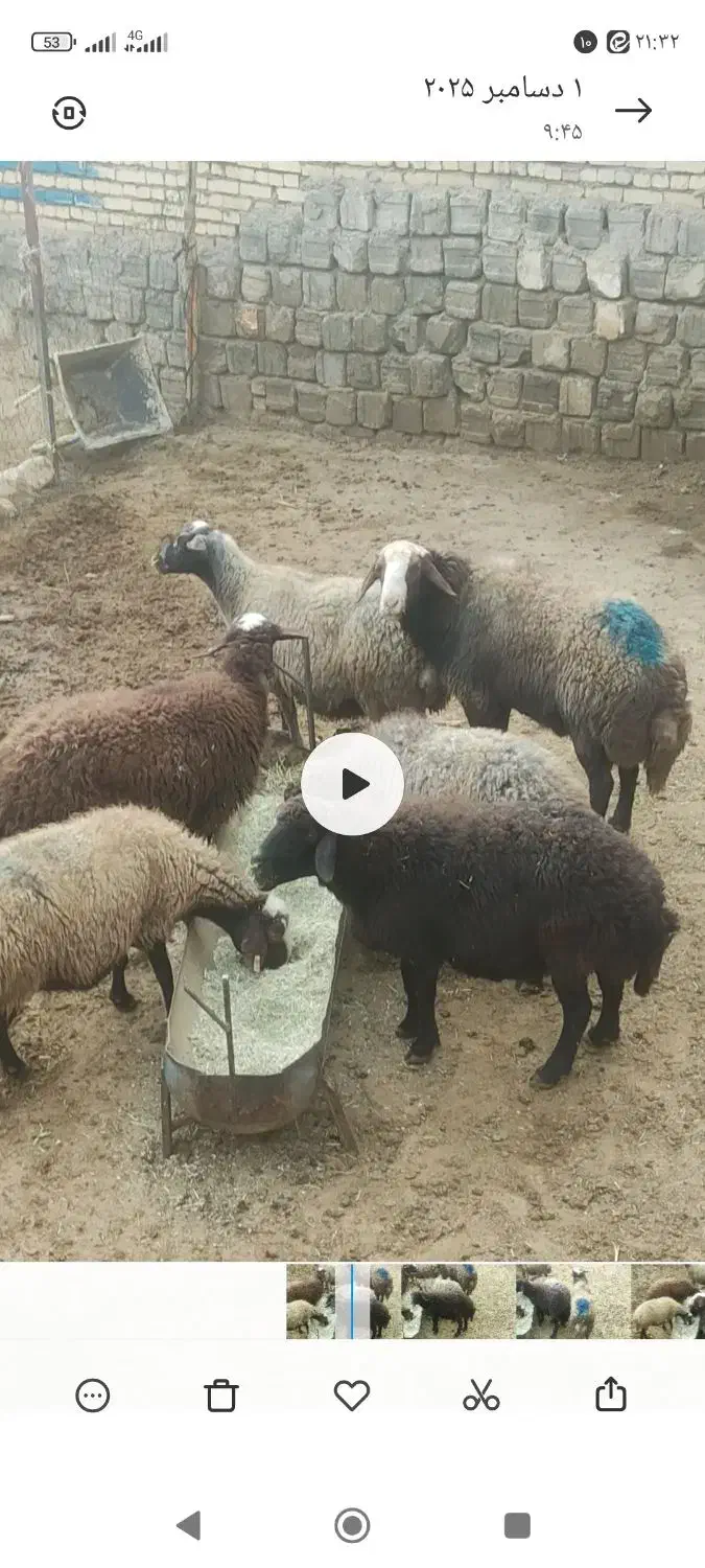 یک راس قوچ دوسال میش رون|حیوانات مزرعه|داران, |دیوار