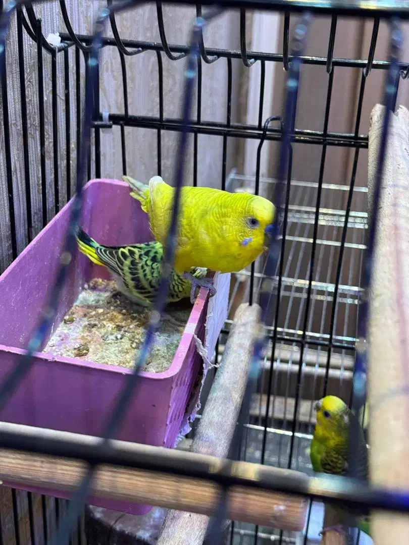 مرغ عشق مولد با جوجه|پرنده|رشت, شالکو|دیوار