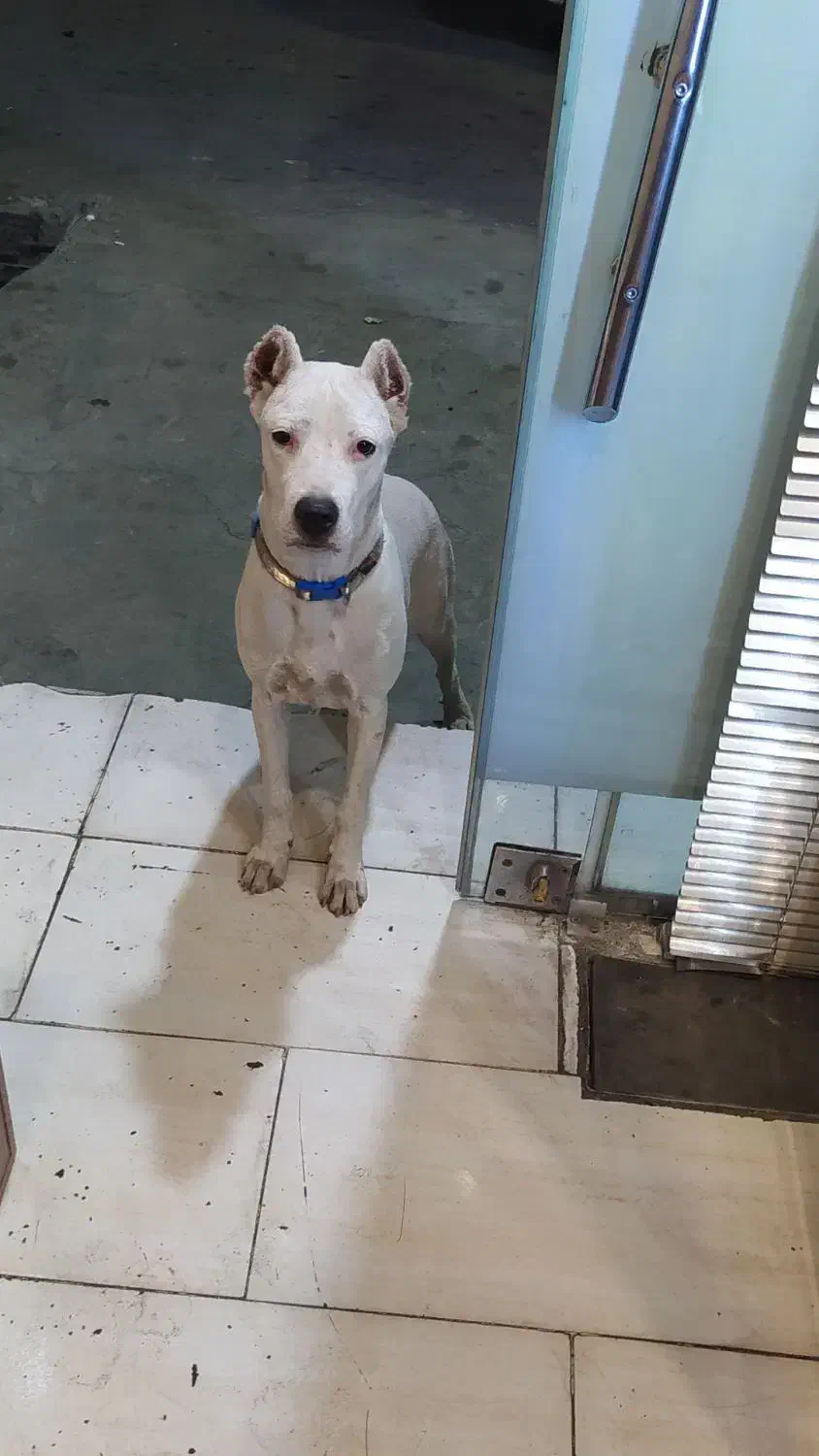 سگ نگهبان|سگ|ماهدشت, |دیوار