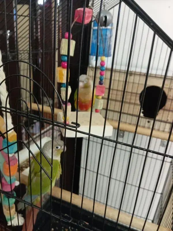 فروش طوطی گرینچیک|پرنده|فردیس, فردیس|دیوار