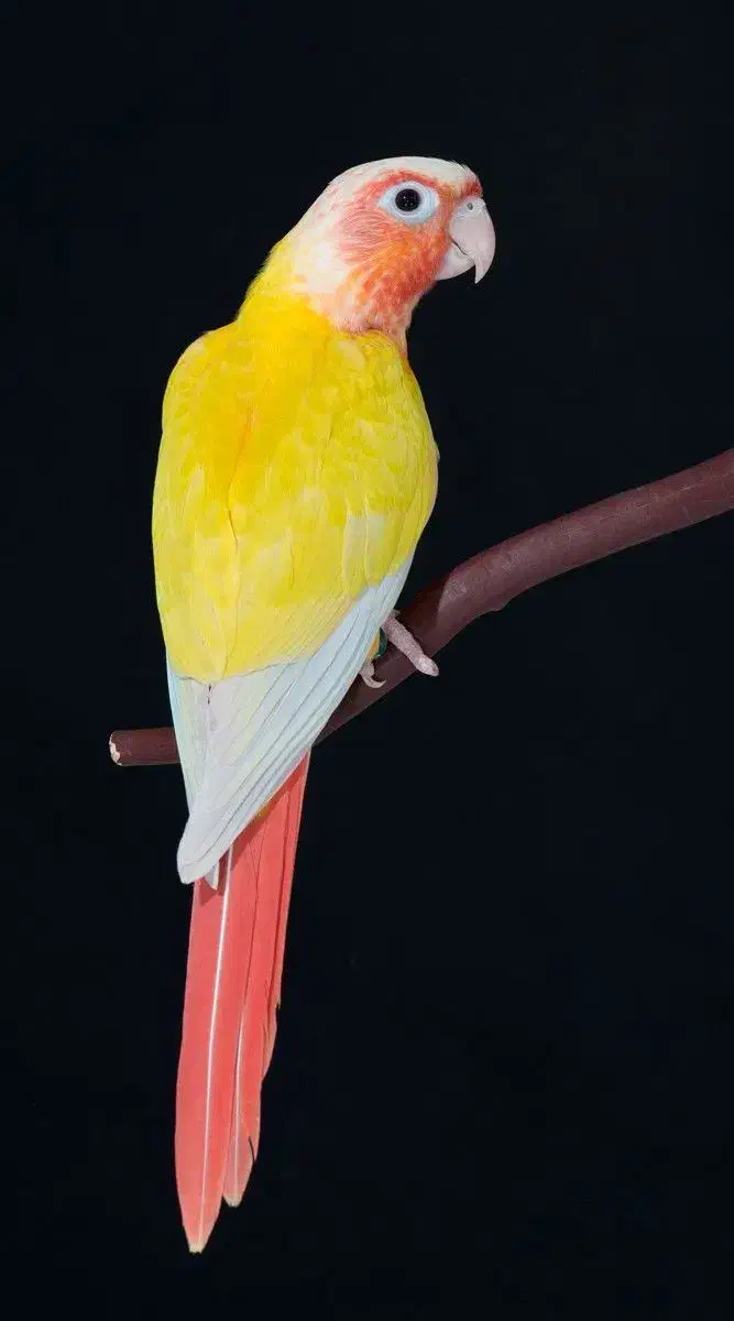 سالن پرورش طوطی|پرنده|زنجان, |دیوار