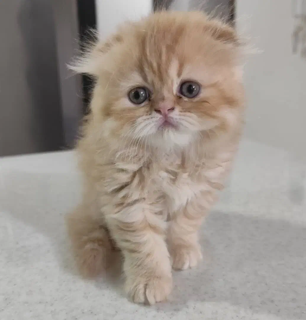 گربه پرشین و اسکاتیش|گربه|درگهان, |دیوار