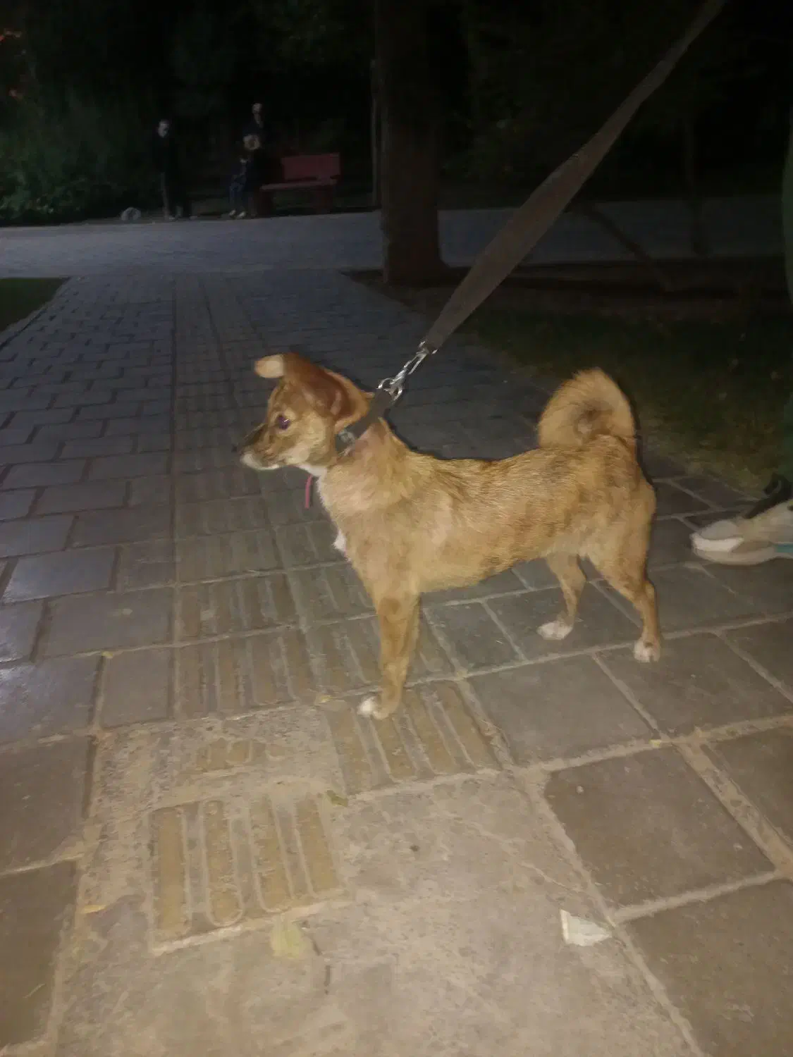 سگ نژاد دار|سگ|تهران, بیسیم|دیوار