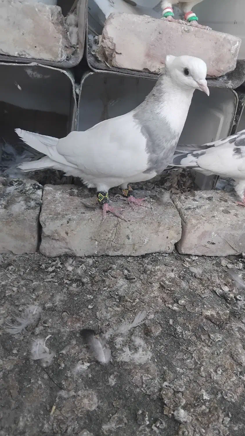 کبوتر طوقی الماسی|پرنده|ایرانشهر, |دیوار