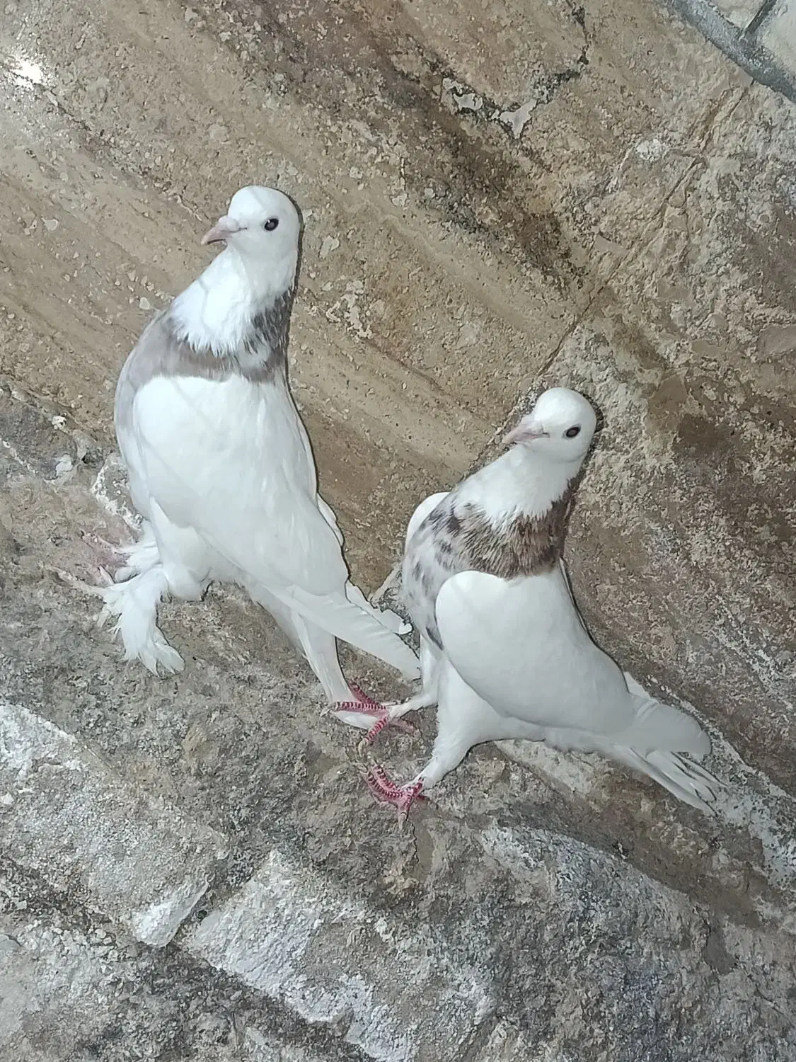 کبوتر|پرنده|اردکان, |دیوار