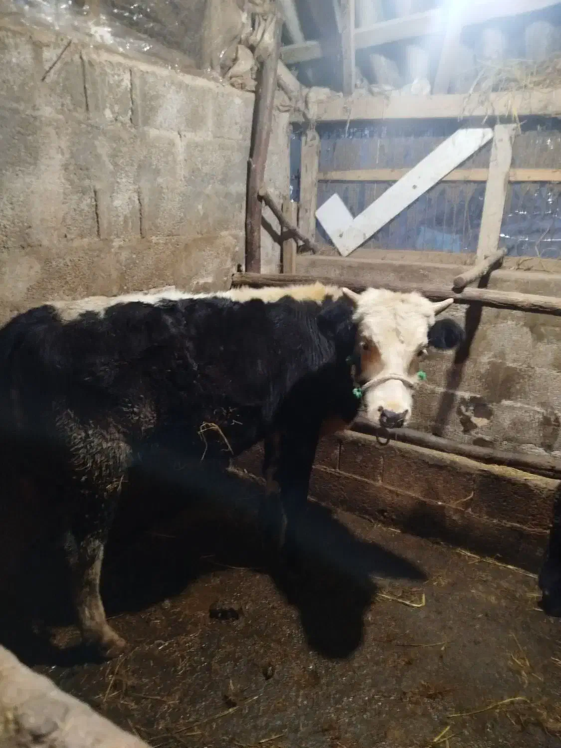 ورزاکوله داشتی|حیوانات مزرعه|رشت, حومه رشت|دیوار