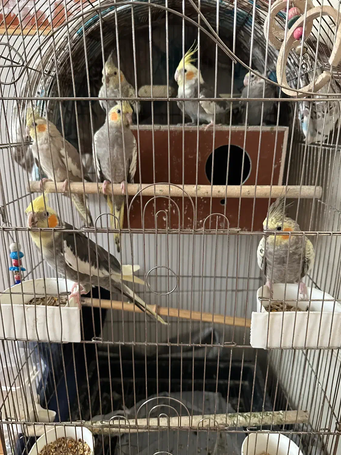 عروس هلندی|پرنده|اسلام‌شهر, شهرک قائمیه|دیوار