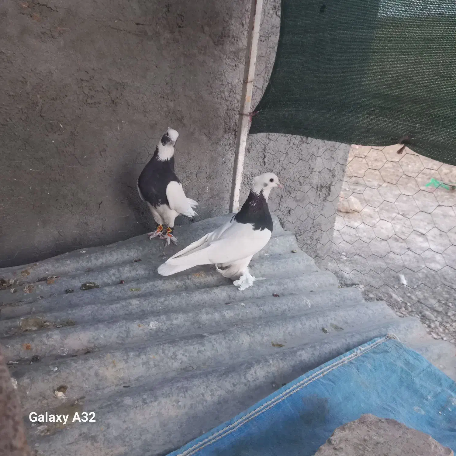 کبوتر طوقی|پرنده|مرودشت, رودبال|دیوار