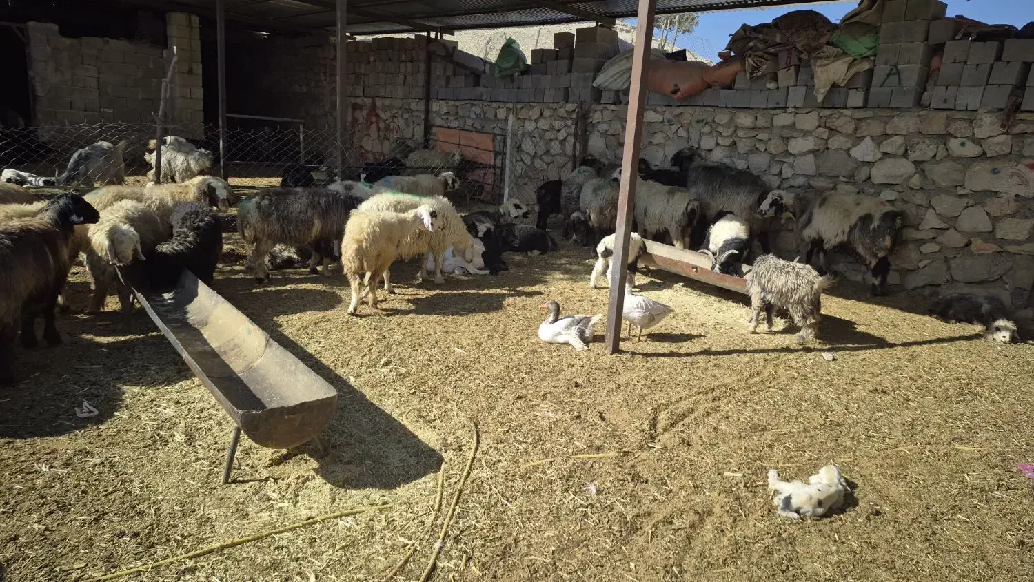 60راس میش جوان داشتی|حیوانات مزرعه|دهدشت, |دیوار