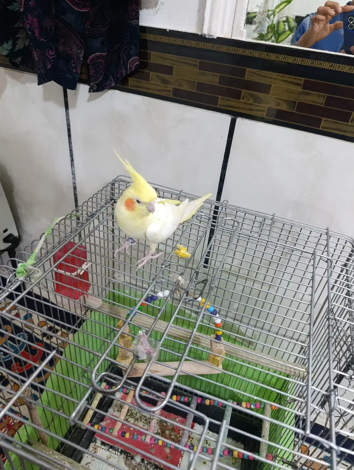 عروسهلندی.فولراموسخنگو|پرنده|قزوین, |دیوار