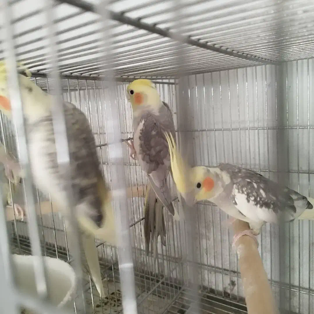 100 عدد عروس یه صورت کلی و جزیی|پرنده|اصفهان, عطار نیشابوری|دیوار