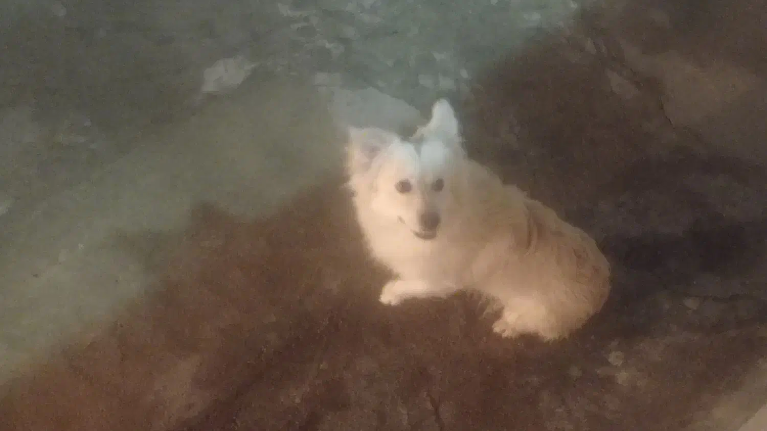 سگ پامر|سگ|سرپل ذهاب, |دیوار