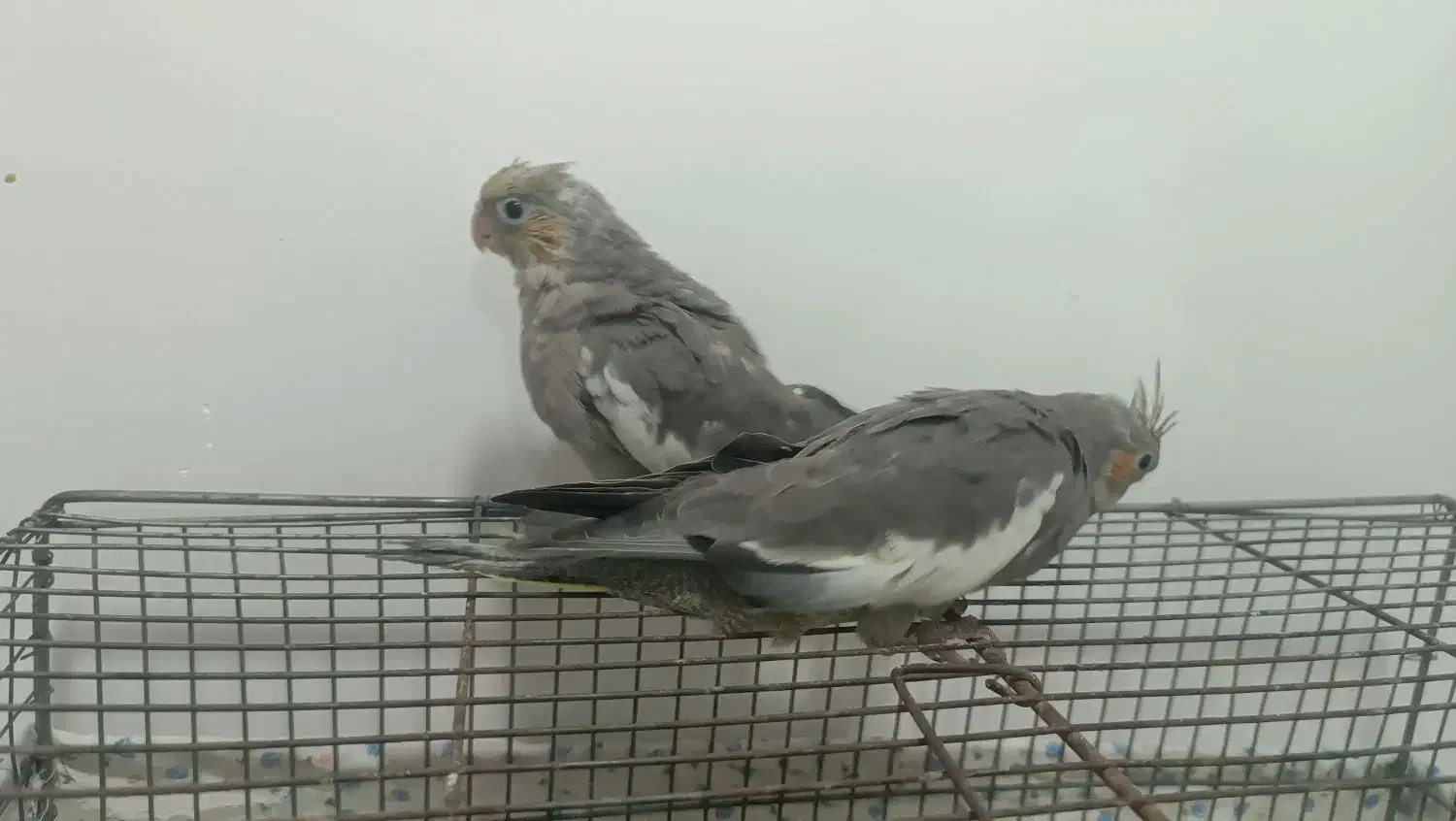 طوطی عروس 30روزه|پرنده|بهبهان, |دیوار