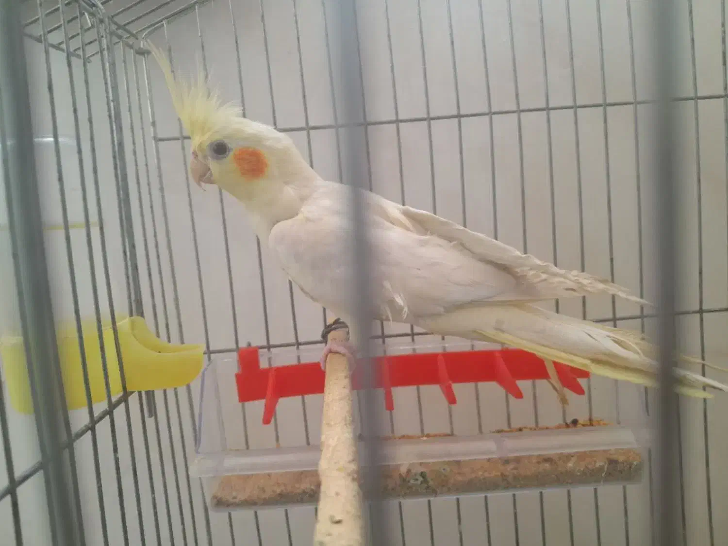 یک عدد عروس هلندی لوتینو|پرنده|فردوس (خراسان), |دیوار