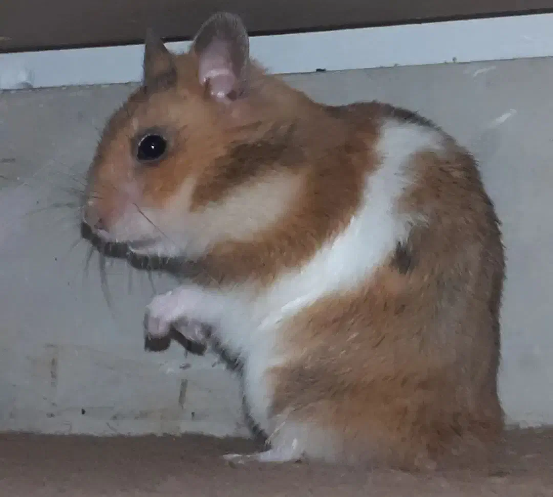 همستر|موش و خرگوش|قزوین, |دیوار