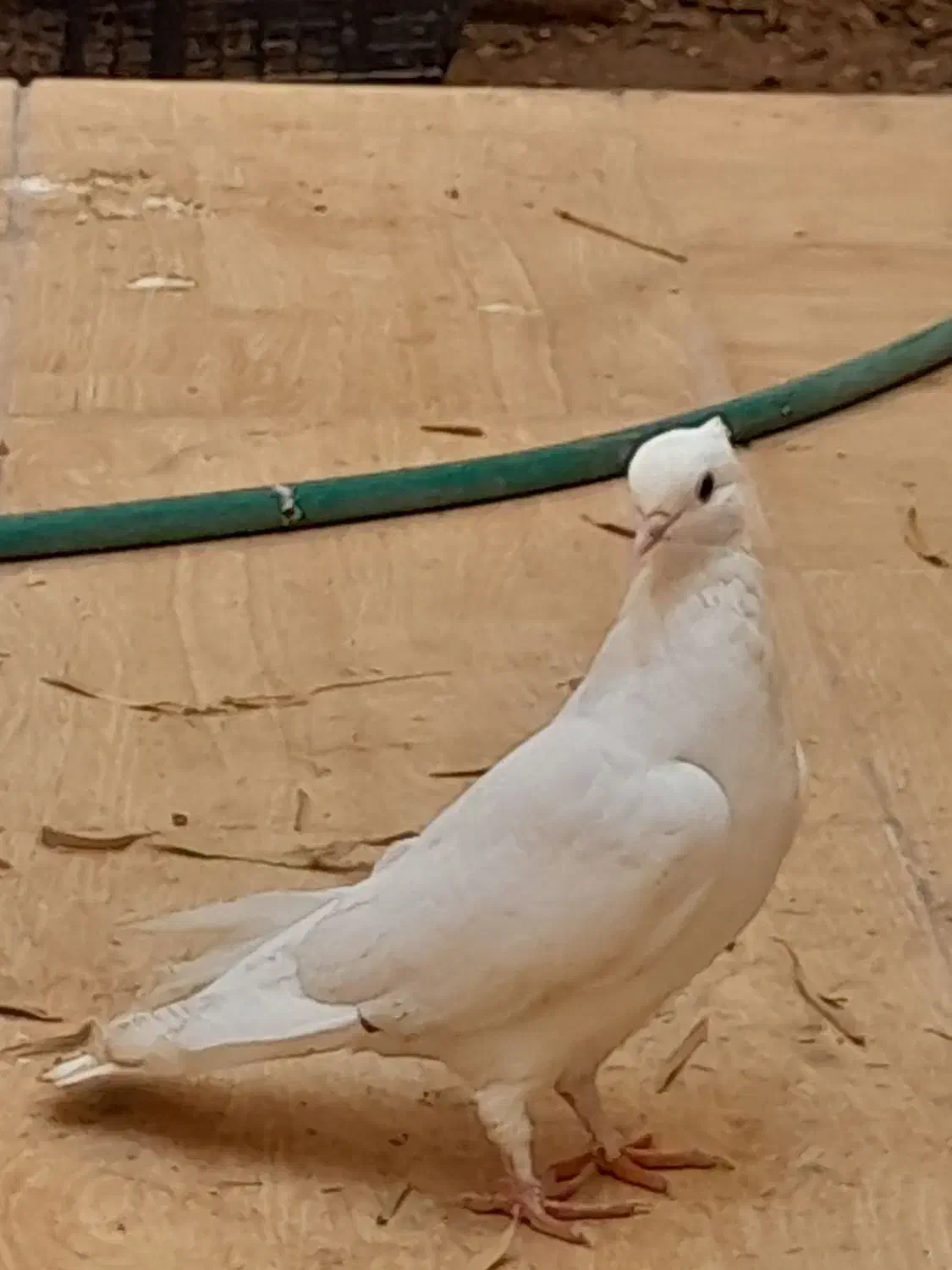 قفس کبوتر فروشی|لوازم جانبی حیوانات|یزد, |دیوار