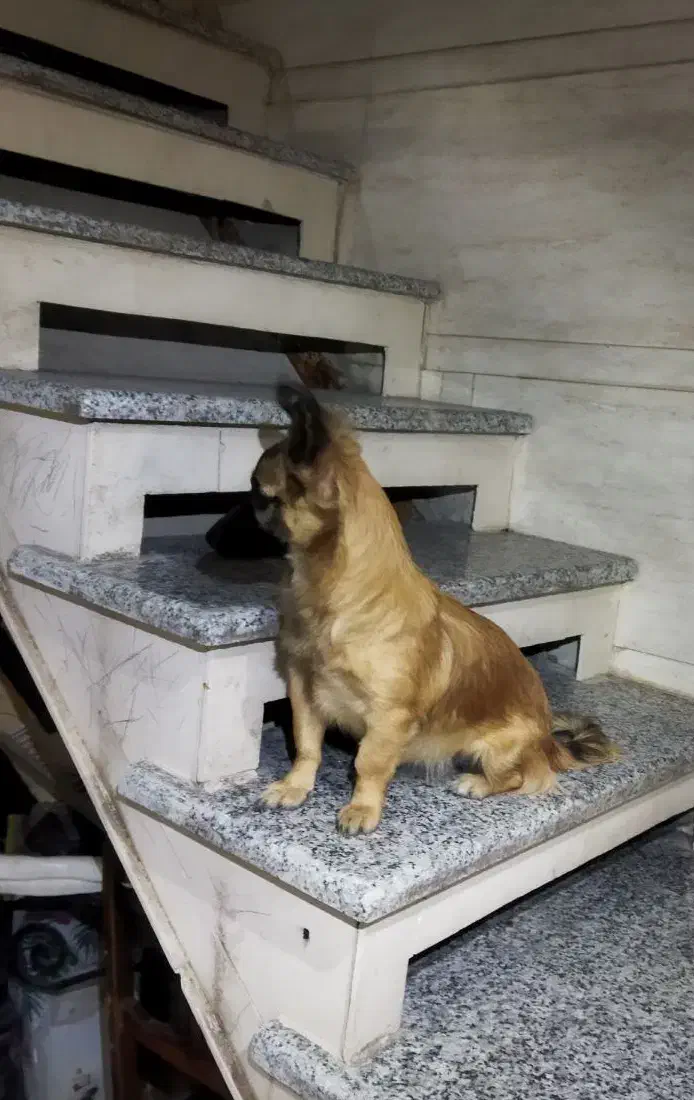 واگذاری سگ|سگ|گنبد کاووس, |دیوار