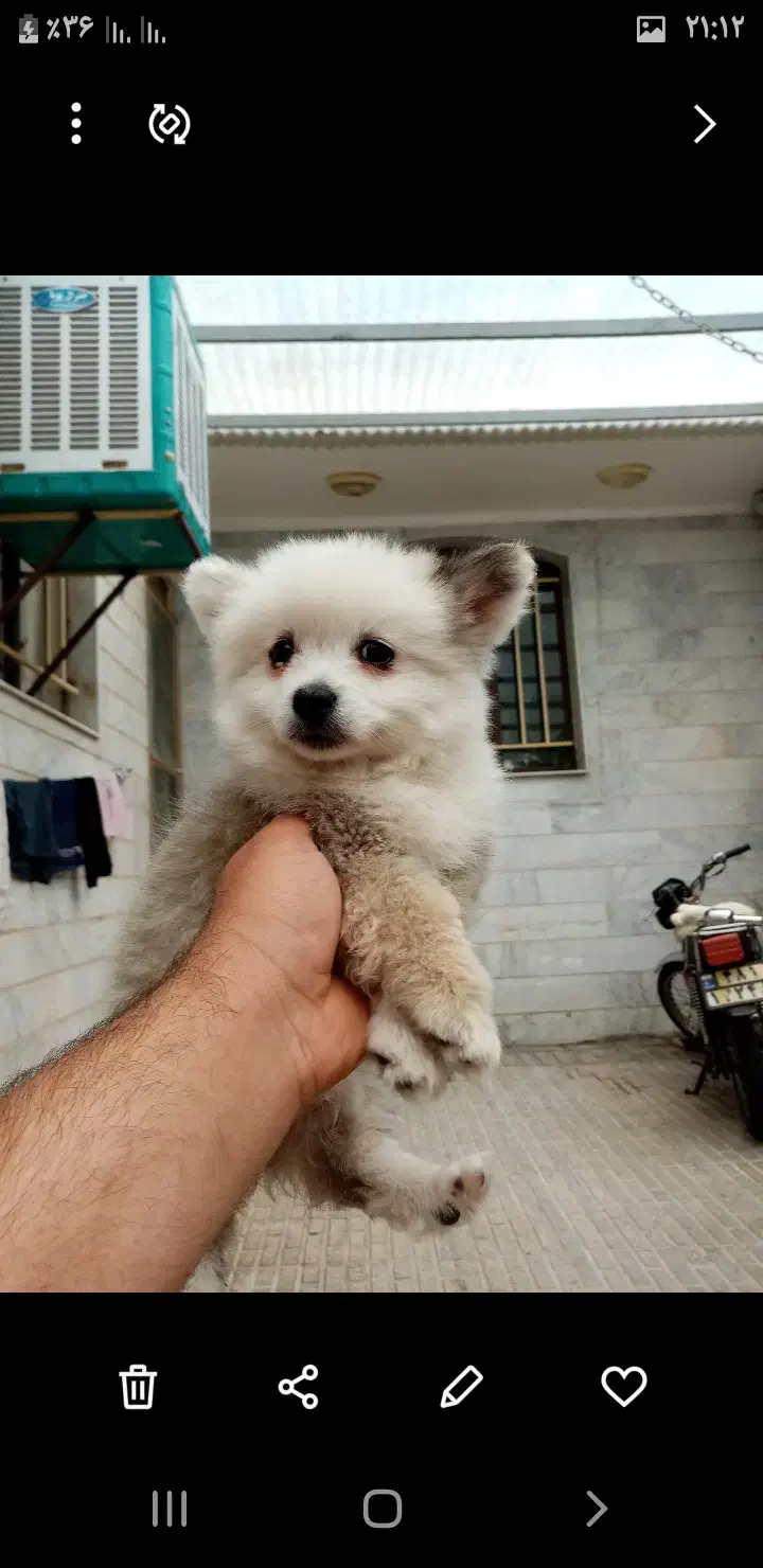 توله سگ پامر نر و ماده ۲ ماهه سالم و بازیگوش|سگ|ابهر, |دیوار