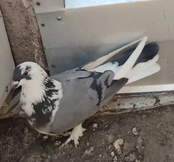 کبوتر|پرنده|شهرکرد, |دیوار