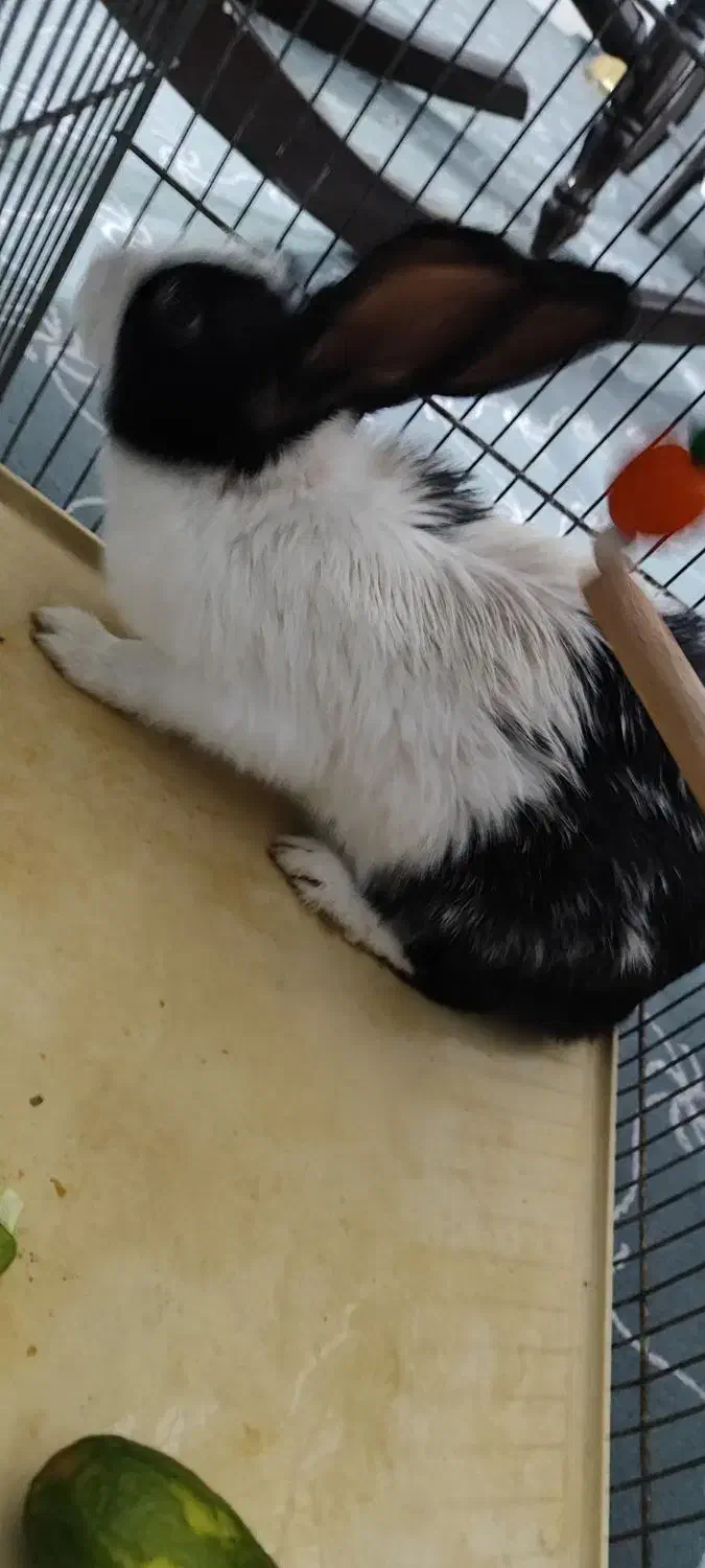 خرگوش|موش و خرگوش|قم, ولیعصر|دیوار