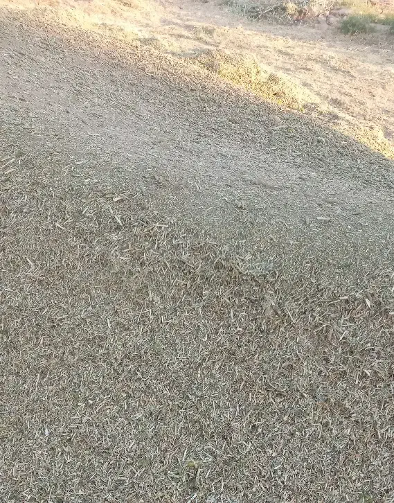 کاه ماش درجه یک|لوازم جانبی حیوانات|کوهدشت, |دیوار