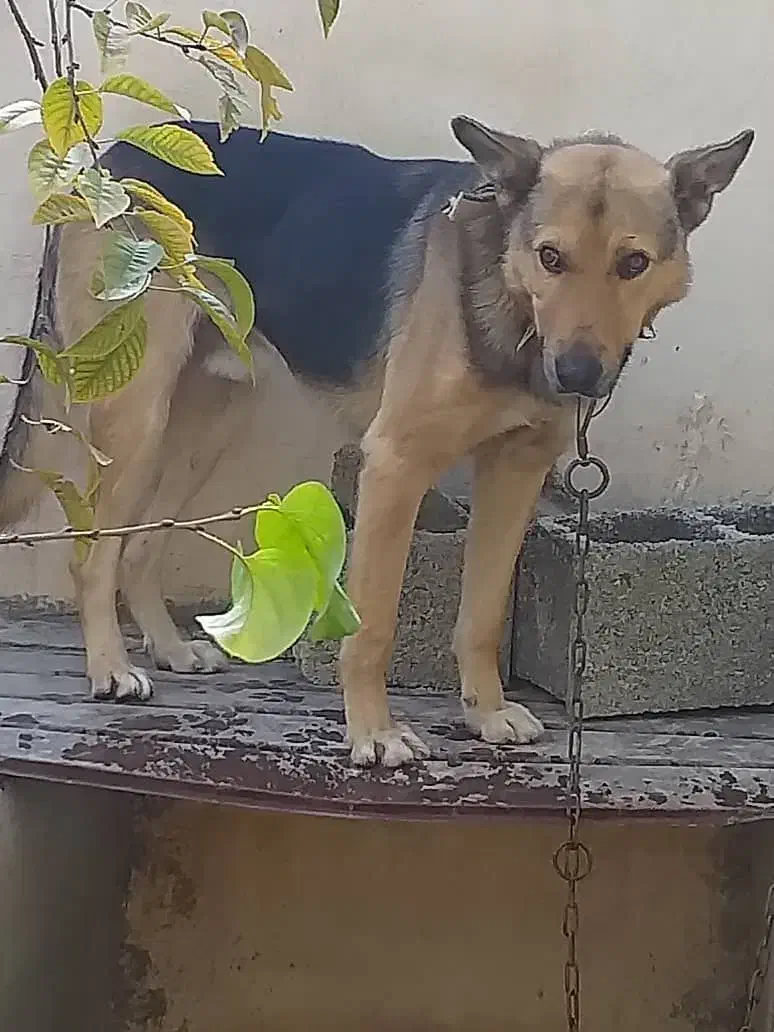 واگذاری یک قلاده سگ ژرمن در سعیدآباد هشتگرد|سگ|هشتگرد, سعید آباد|دیوار