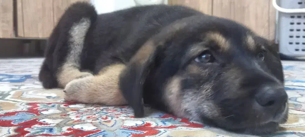 واگذاری رایگان ژرمن ورکلاین|سگ|تهران, بریانک|دیوار