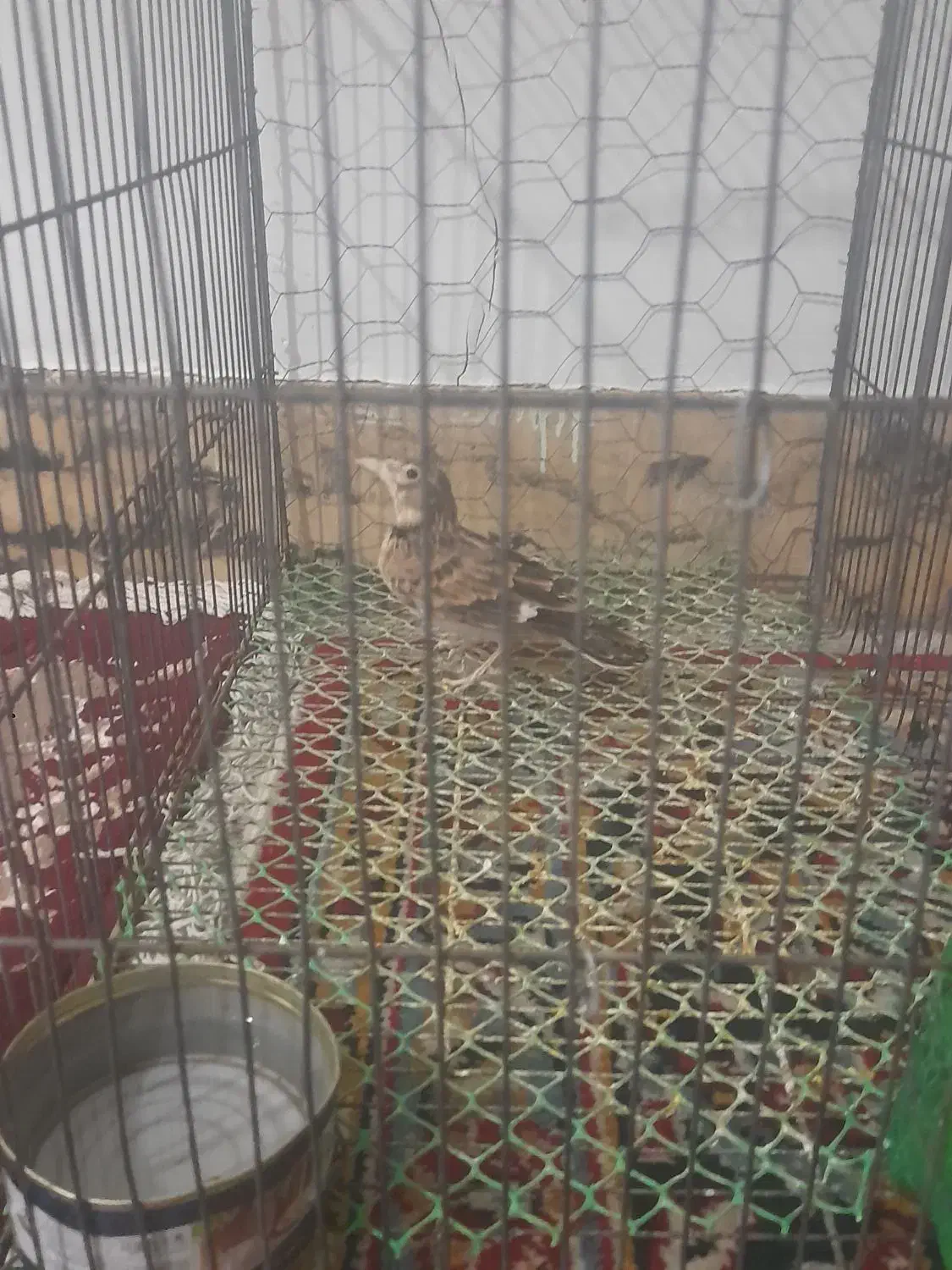 سهره خاکی|پرنده|کوهدشت, |دیوار