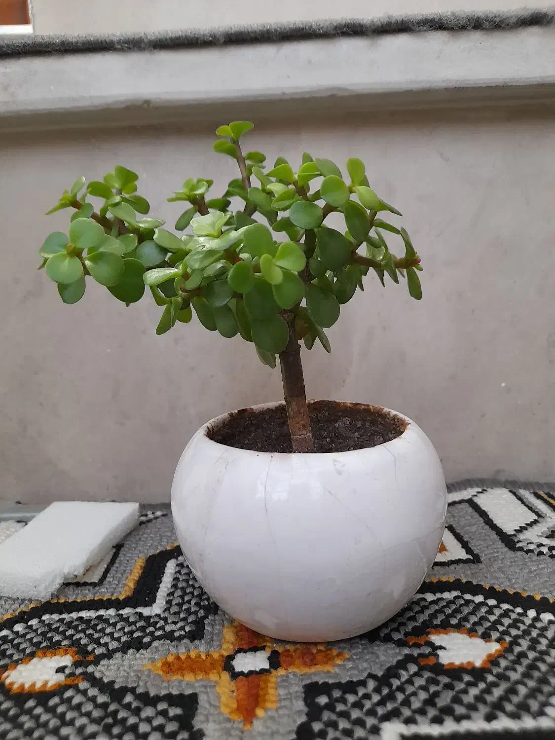 بونسای کراسولا|گل و گیاه طبیعی|کرمانشاه, |دیوار