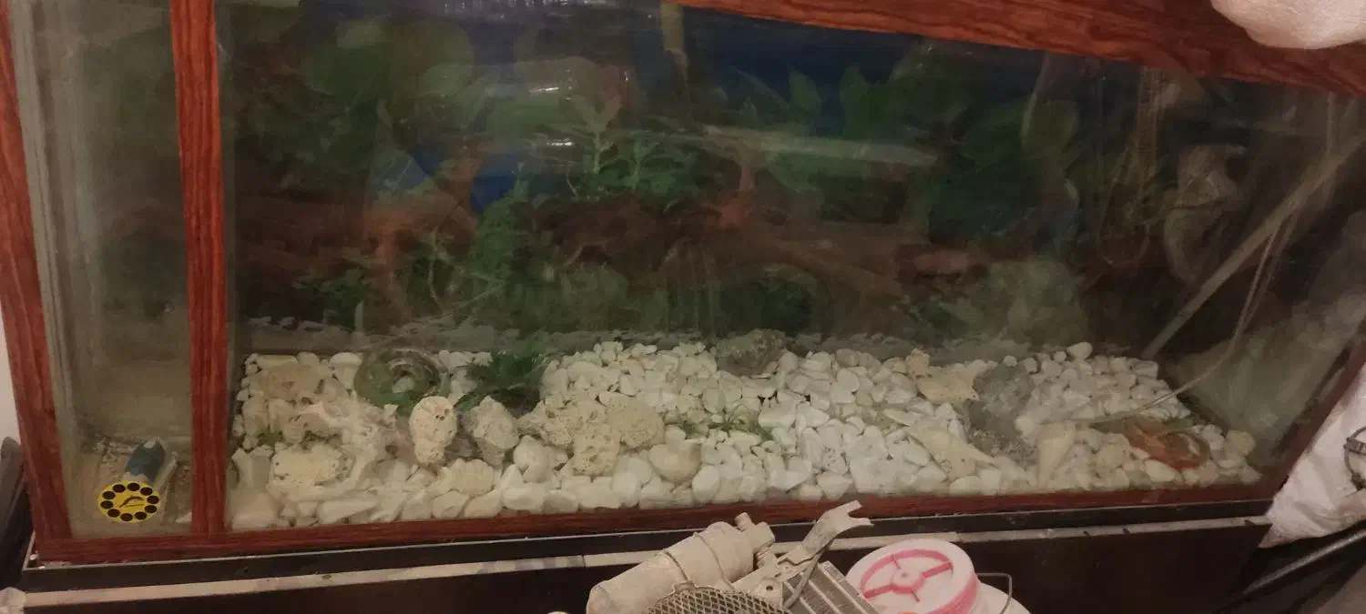 اکواریوم|ماهی|محمدیه-قزوین, |دیوار